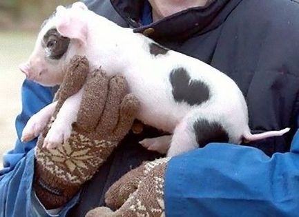 What is it REALLY like to have a pig as a pet?