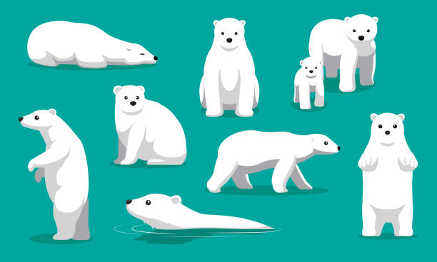 5a_programme about polar bears.jpg